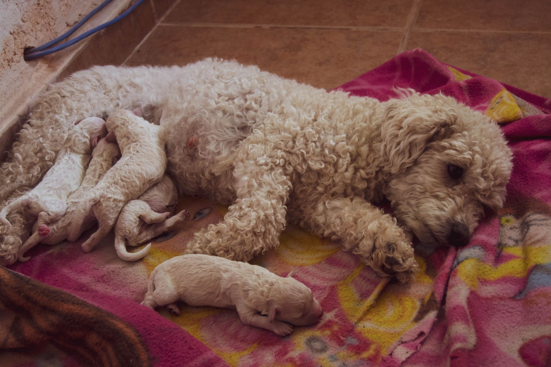 A mother dog resting with her newborn puppies